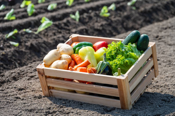 istock Freshly Harvested Vegetables in Greenhouse Garden 2178147253