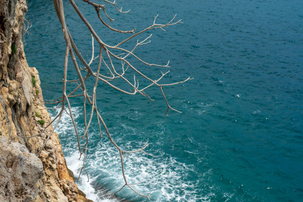 Single pine tree on the seaside hillside in Fethiye, Turkey.
