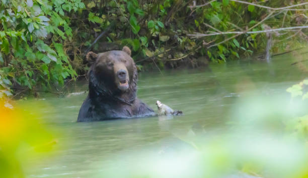 istock Grizzly Bear With Salmon 2178150517