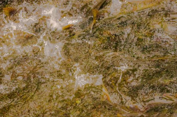 istock Salmon Swimming Upstream 2178150525