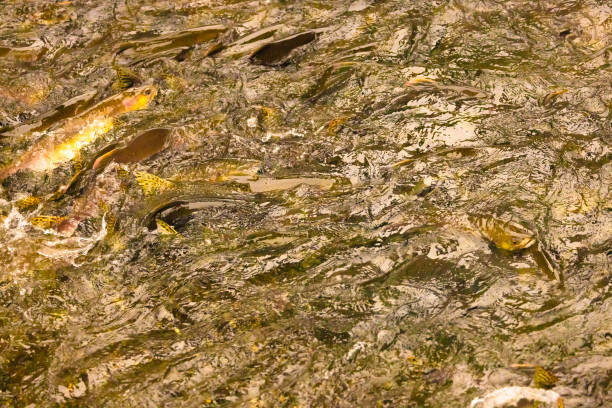 Salmon swimming upstream to lay their eggs before they die. Then they will be left as nutrients for their young, the bears and the wildlife around them, and also to benefit the environment.