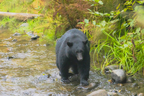 istock Black Bear In British Columbia 2178150583