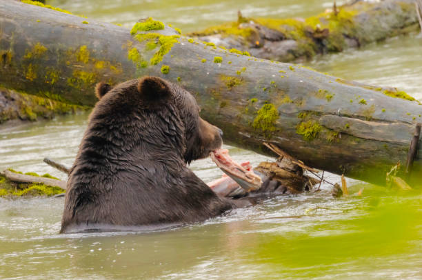istock Grizzly Bear With Salmon 2178150586