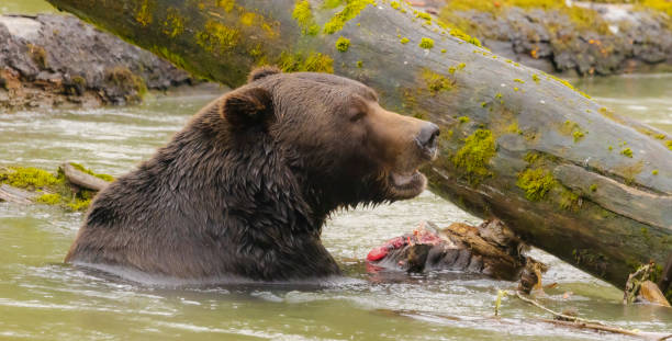 istock Grizzly Bear With Salmon 2178150588