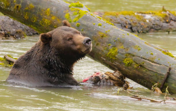 istock Grizzly Bear With Salmon 2178150589