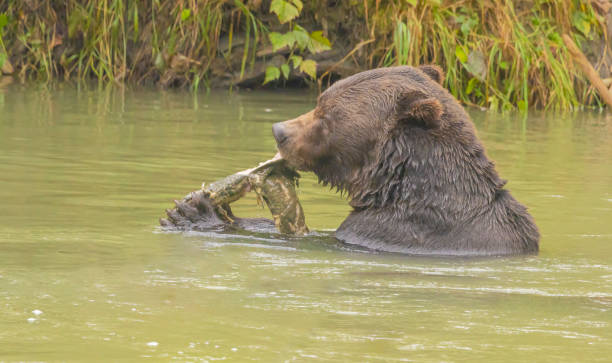 istock Grizzly Bear With Salmon 2178150608