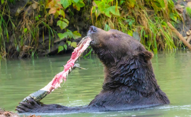 Grizzly Bear With Salmon