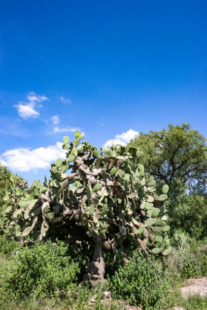 This large prickly pear bush sits prominently in a typical Mexican environment, thriving under the bright sun of a clear day. Surrounded by dry, arid terrain, the cactus stands as an iconic symbol of Mexico’s rugged landscapes