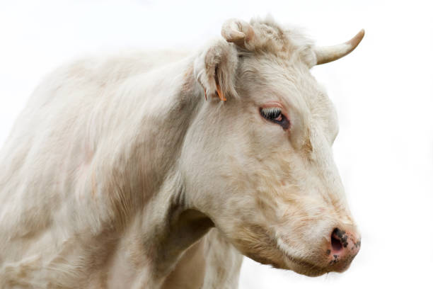 istock Close up head shot of white cow 2178153872