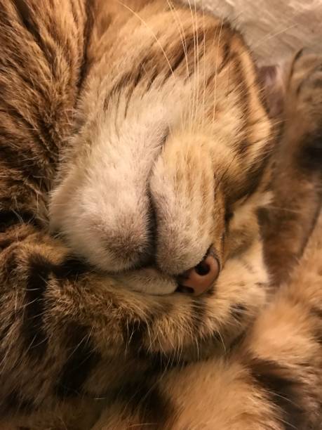 istock Funny close-up shot of cat sleeping 2178155724