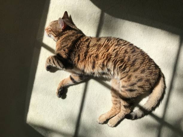 istock Photo of Bengal lying down on the floor sleeping 2178155739