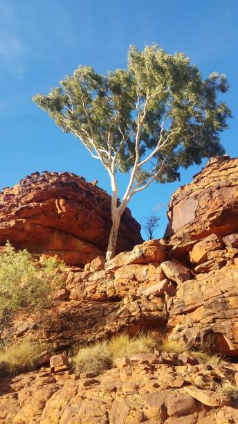 istock A Eucalyptus Tree in the Rocky Australian Outback 2178156656