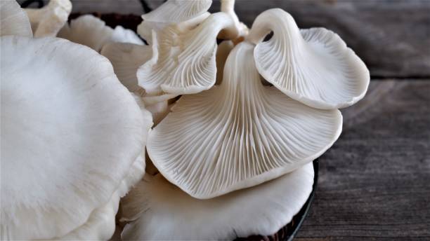 istock Beautiful texture and pattern on underside gills of farmed white oyster mushroom. Delicious and Nutrition Edible Organic Mushrooms for vegetarians and healthy lifestyle people. Lung Oyster Mushrooms. 2178157997