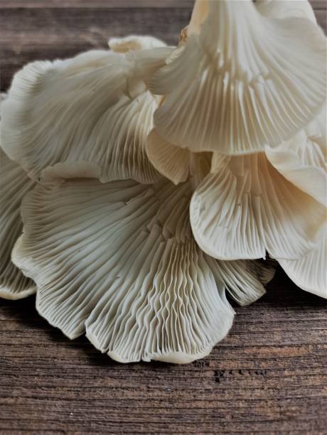 istock Beautiful texture and pattern on underside gills of farmed white oyster mushroom. Delicious and Nutrition Edible Organic Mushrooms for vegetarians and healthy lifestyle people. Lung Oyster Mushrooms. 2178158122