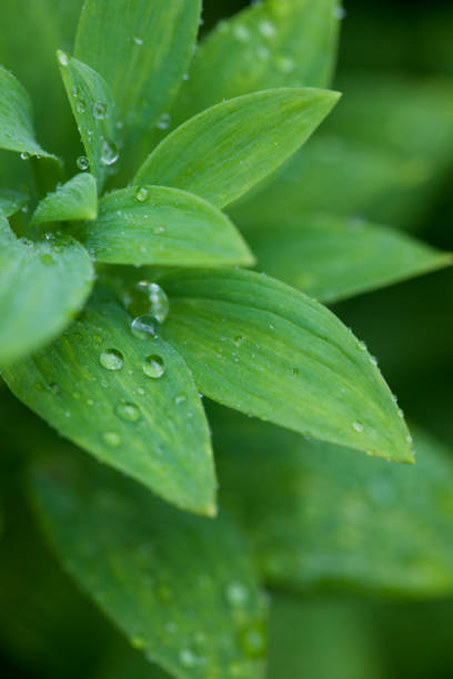 green leaves of astromelias, in the winter rain