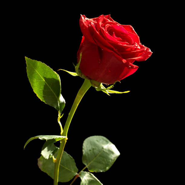 istock Beautiful red roses on black background with natural light 2178160087