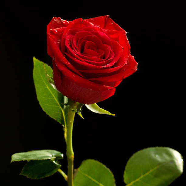 istock Beautiful red roses on black background with natural light 2178160089