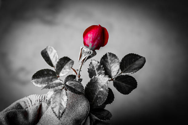 gardener holding up a small red rose bud with stem and leaves against a monochrome background