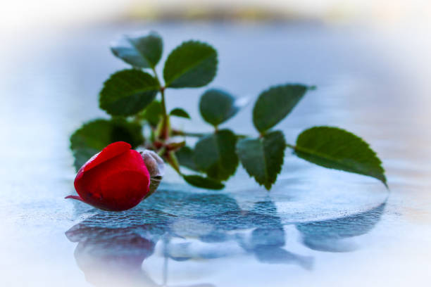 a beautiful long stem red rose bud on a glass table valentine