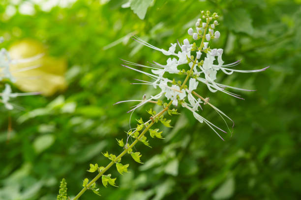 Orthosiphon aristatus, commonly known as cat's whiskers or Java tea. The plant is used as a medicinal herb for urinary tract infections. It is also used in landscaping to attract bees and butterflies Orthosiphon aristatus, commonly known as cat's whiskers or Java tea. The plant is used as a medicinal herb for urinary tract infections. It is also used in landscaping to attract bees and butterflies orthosiphon aristatus stock pictures, royalty-free photos & images