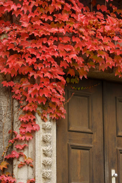 istock Indian summer: Red-colored vine leaves  (Parthenocissus quinquefolia) entwine a wooden door 2178164720