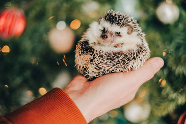 istock Christmas hedgehog.Cute hedgehog in the palm.Small handheld pygmy hedgehog on a sparkling festive background.Hedgehog in hands against Christmas tree with red balls in background 2178168009