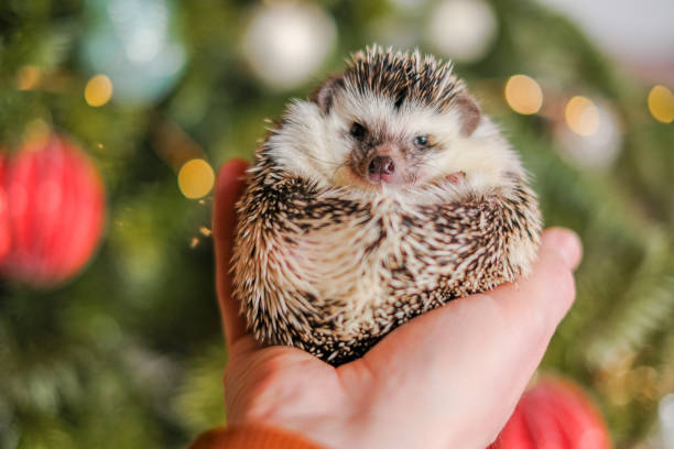 istock Small handheld pygmy hedgehog on a festive background.Pets Christmas. Christmas hedgehog.Cute hedgehog 2178168010