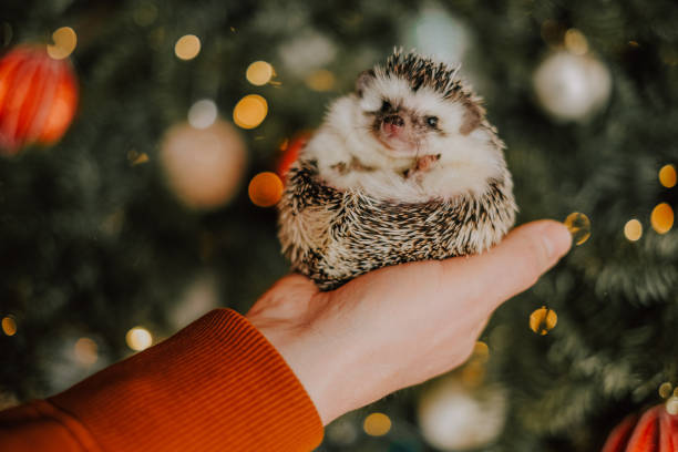 istock Cute hedgehog in the palm.Small handheld pygmy hedgehog on a sparkling festive background.Hedgehog in hands against Christmas tree with red balls in background.Pets Christmas. 2178168015