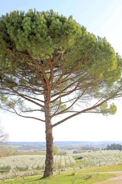 istock Spring in the Monteton, France 2178168182