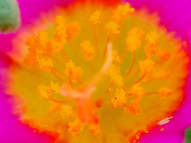 istock Small garden in full bloom in early Spring. 2178168225