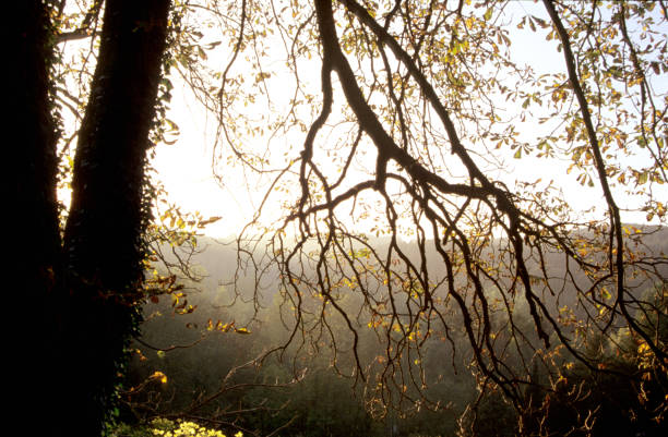 Bright sunlight illuminating thicket forest, forest landscape sunset