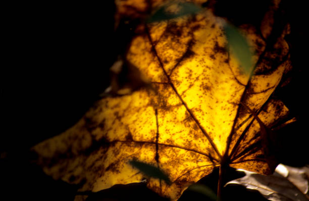 istock Fall in Germany with the golden coloured leaves 2178169687
