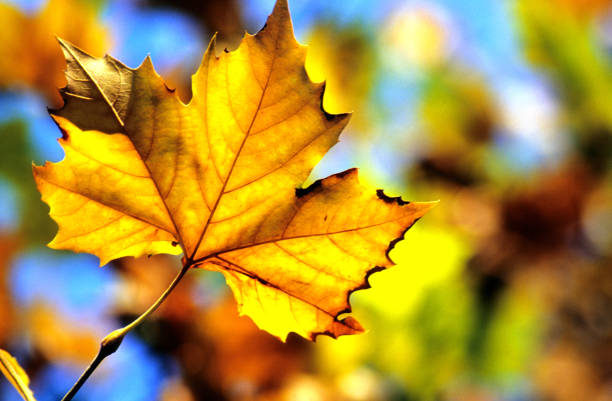 golden and red leaves during autumn