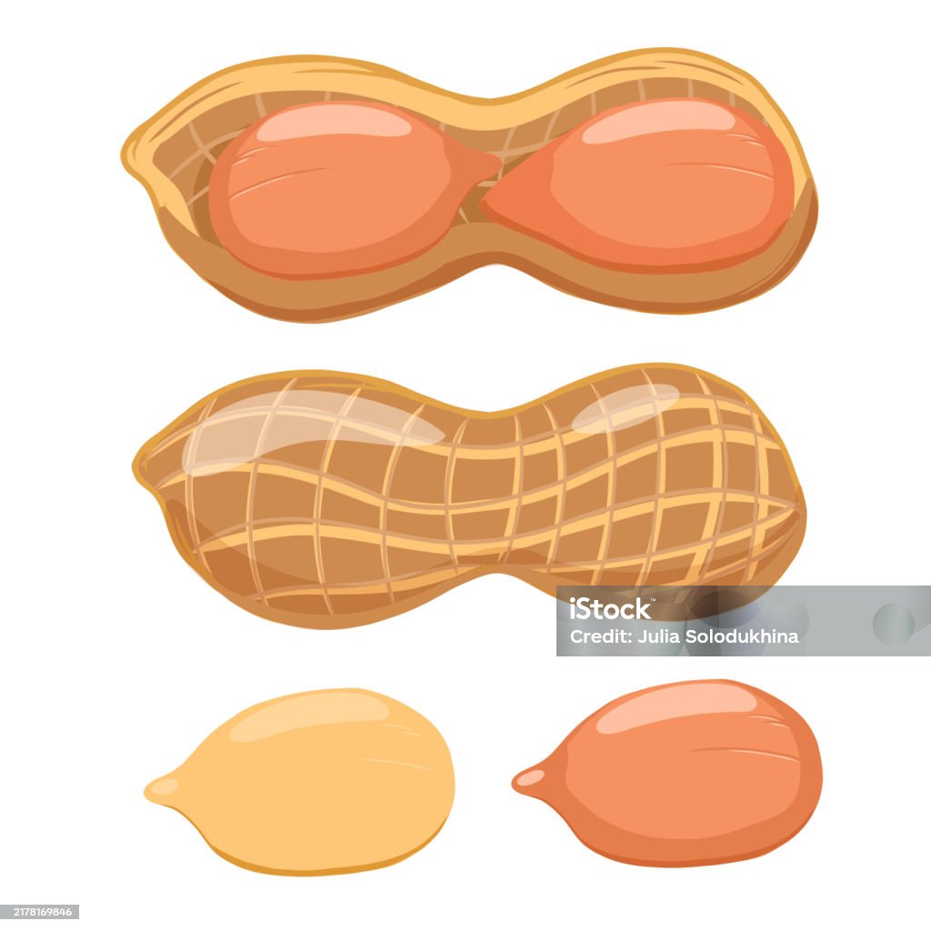 Nutshell Vector Unbroken Nutshell And Nut Kernel Closeup Peanut Vector Illustration ...