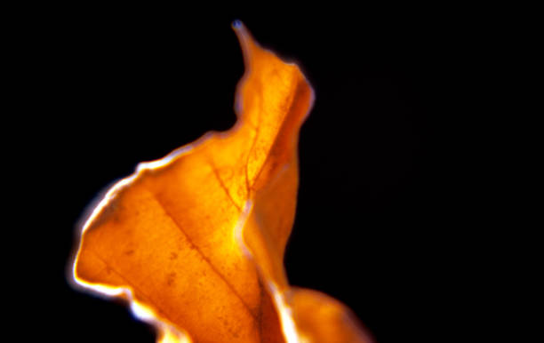 istock Autumn with its bright colours in nature 2178170447