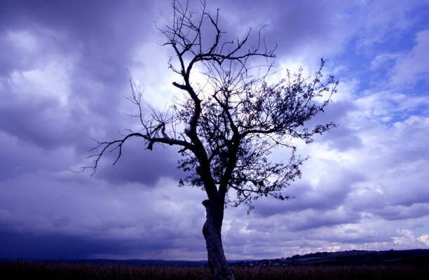 Beautiful silhouette of a weeping willow tree set against a dramatic dusk sky. This serene image captures the tranquil essence of nature in harmony.