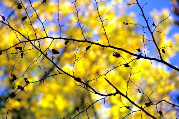 colorful leaves on trees on street in Yerevan city on autumn day