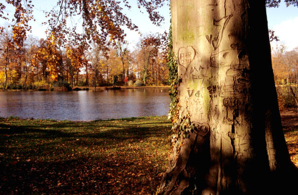 golden and red leaves and trees