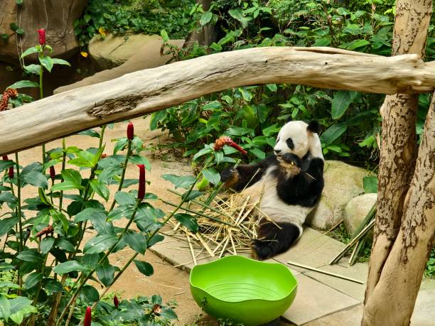 A panda delightfully enjoying a delicious bamboo snack in Its habitat.