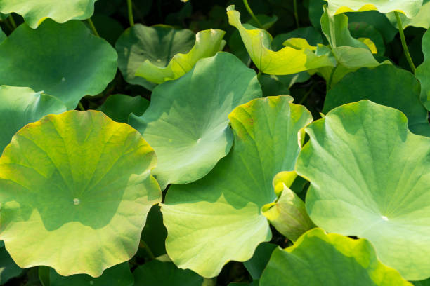 istock lotus leaves growing in the pond 2178174178