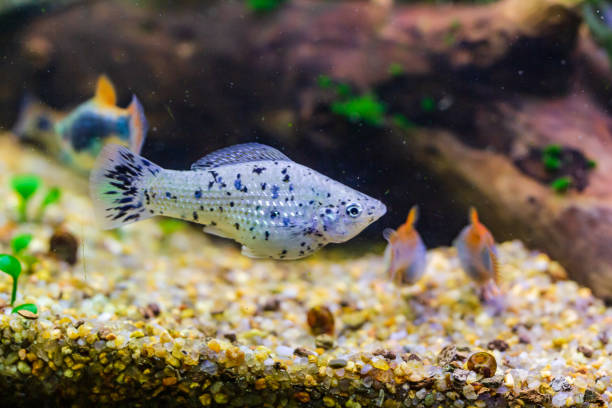 Dalmatian mollyy. Black and white molly fish swimming between plants in an aquarium. Black and white molly fish swimming between plants in an aquarium. black molly fish stock pictures, royalty-free photos & images