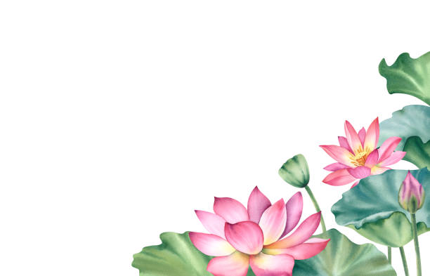 istock Watercolor pink lotuses on a white background. Water lilies are hand painted. A composition with a lotus. A template for the design of postcards, invitations, and fabrics. 2178175099