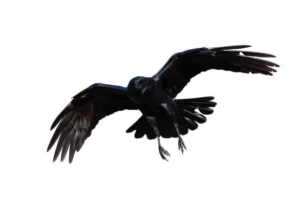 Birds flying raven isolated on white background Corvus corax. Halloween, silhouette of a black bird in flight cut out on a white background for use in graphic arts