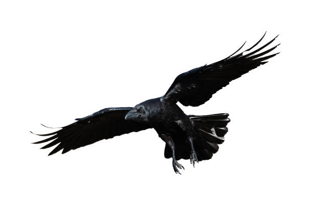 istock Birds flying raven isolated on white background Corvus corax. Halloween 2178175134