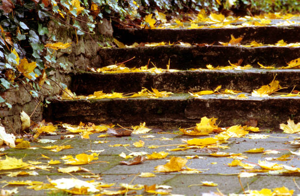 red and yellow leaves or trees