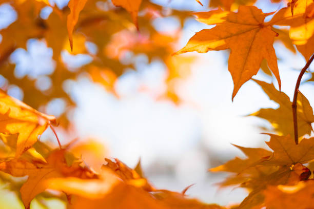 Close-up of a yellow autumn leaf. A bright orange tree changes with a blurred bokeh background. Golden colors in the park on a light, sunny, and warm October