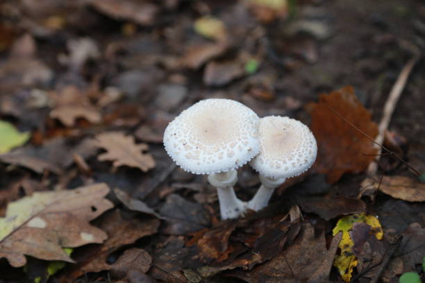 Natural mushrooms growing on the forest floor during the peaceful autumn season. Emerging from beneath fallen leaves, the mushrooms blend with the warm tones and soft light of the season, creating an enchanting scene.