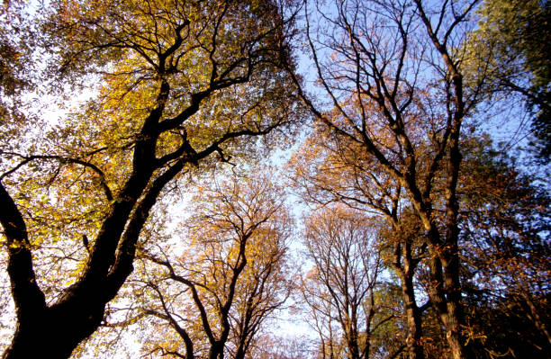 golden leaves and trees