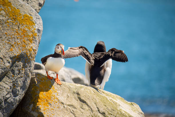 Puffin birds on rocks on the ocean shore