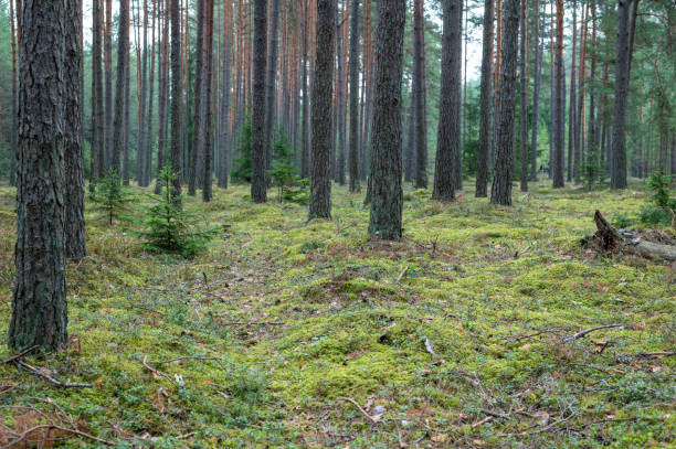 istock Serene Pine Forest Landscape with Lush Green Underbrush 2178180047